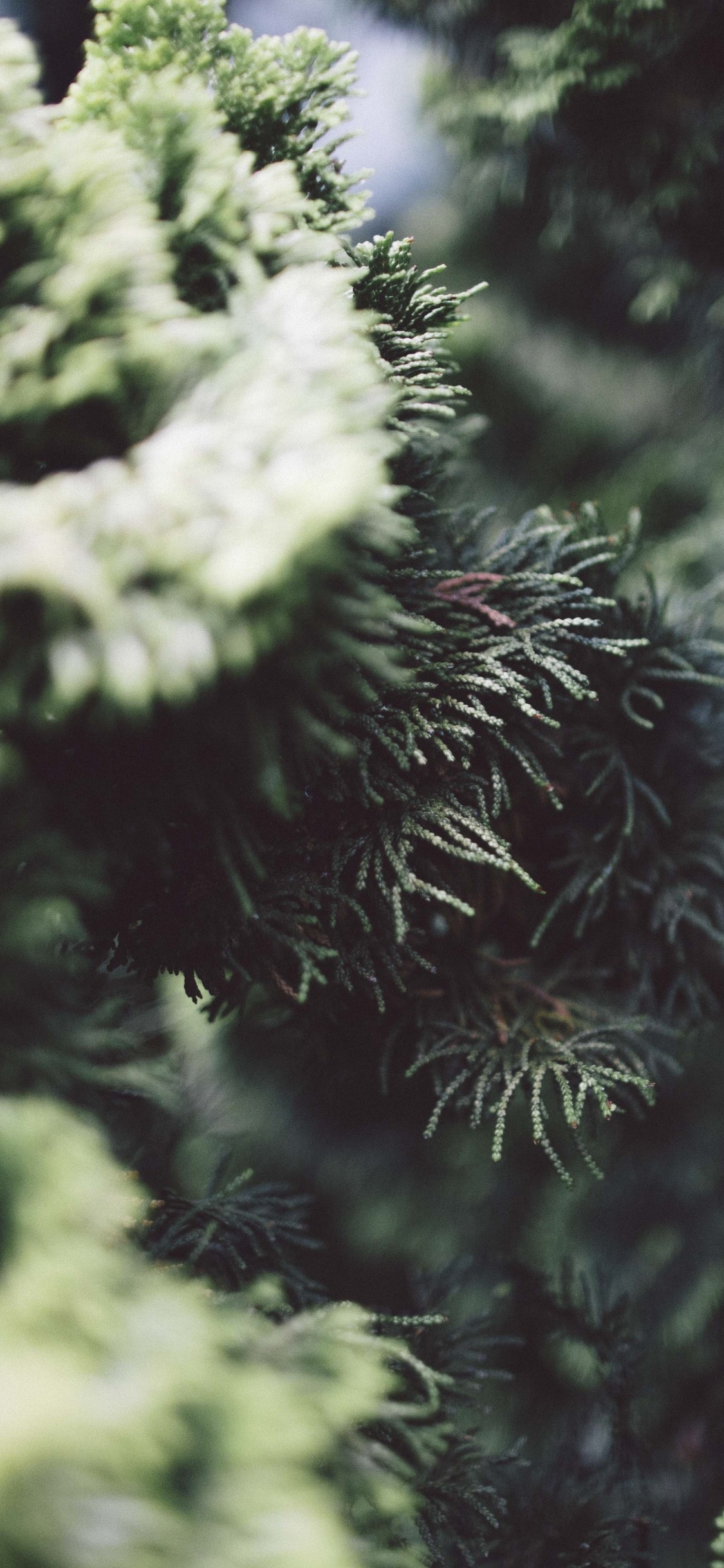 Green Pine Tree in Close up Photography. Wallpaper in 1125x2436 Resolution