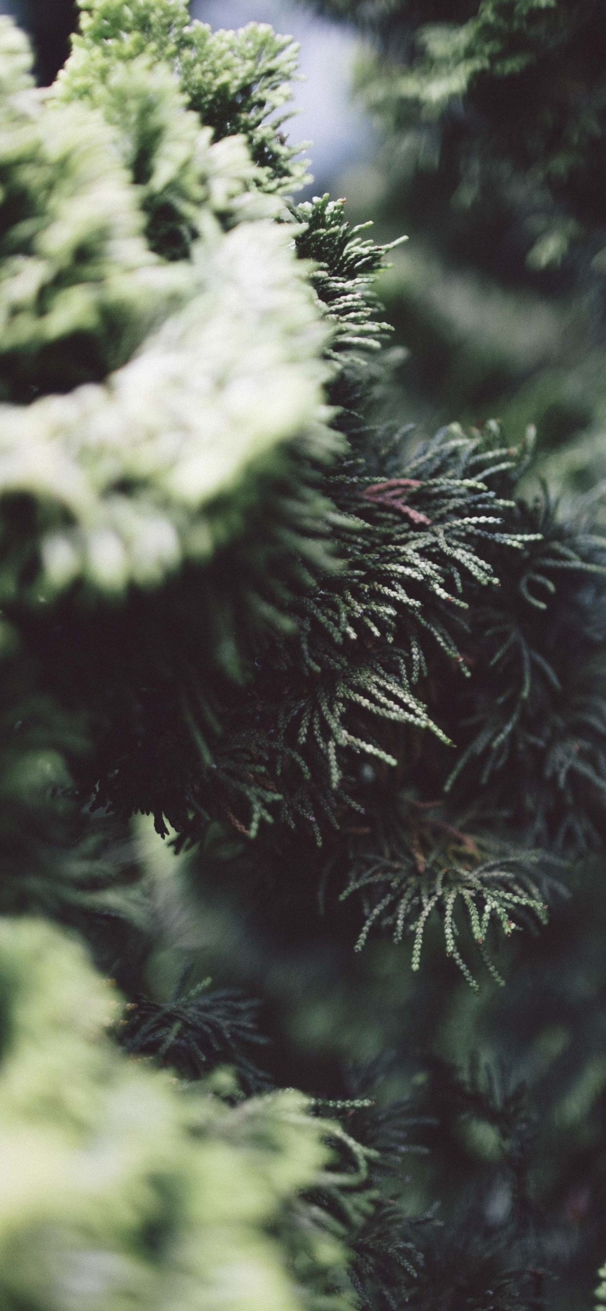 Green Pine Tree in Close up Photography. Wallpaper in 1242x2688 Resolution