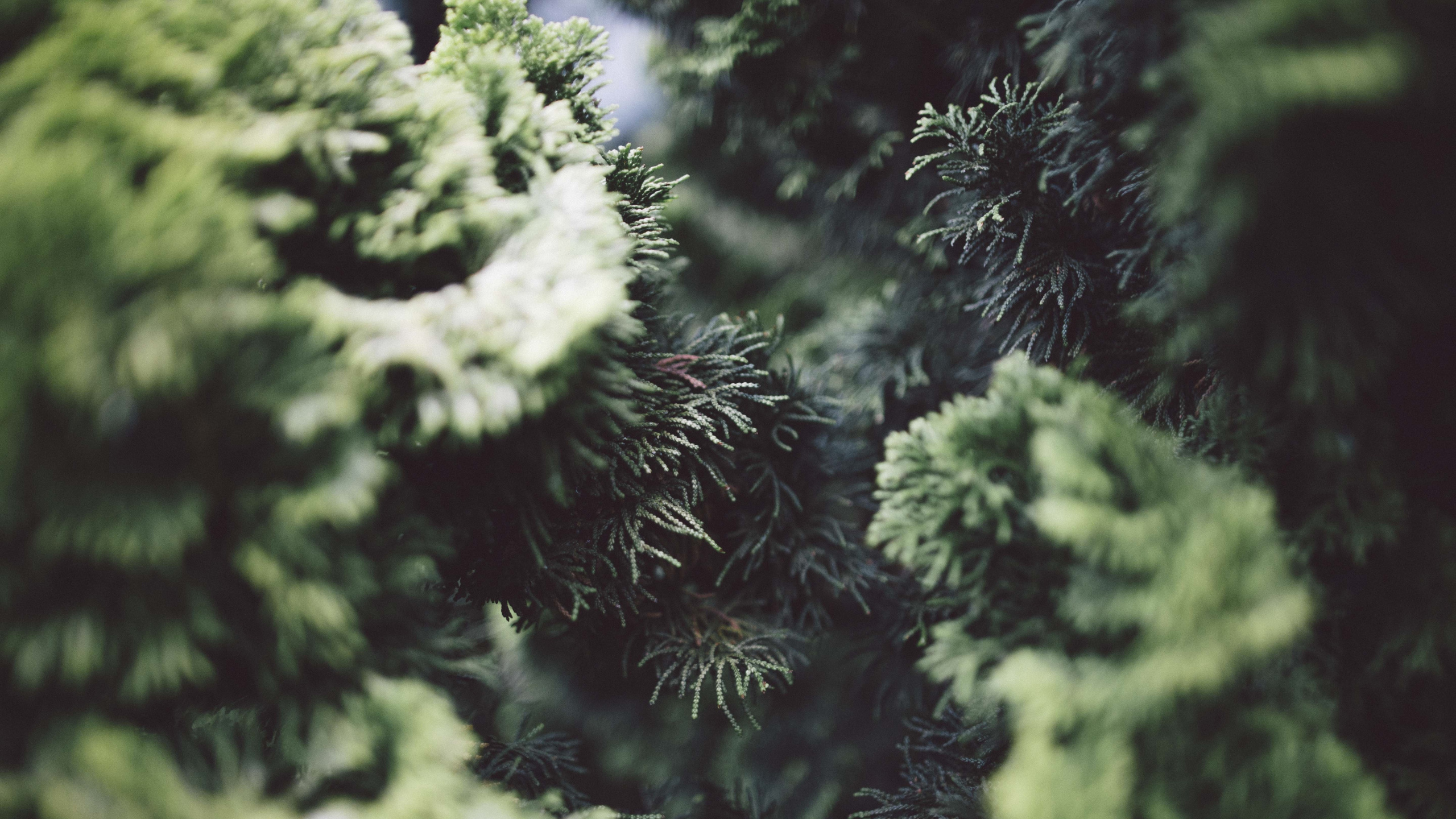 Green Pine Tree in Close up Photography. Wallpaper in 2560x1440 Resolution