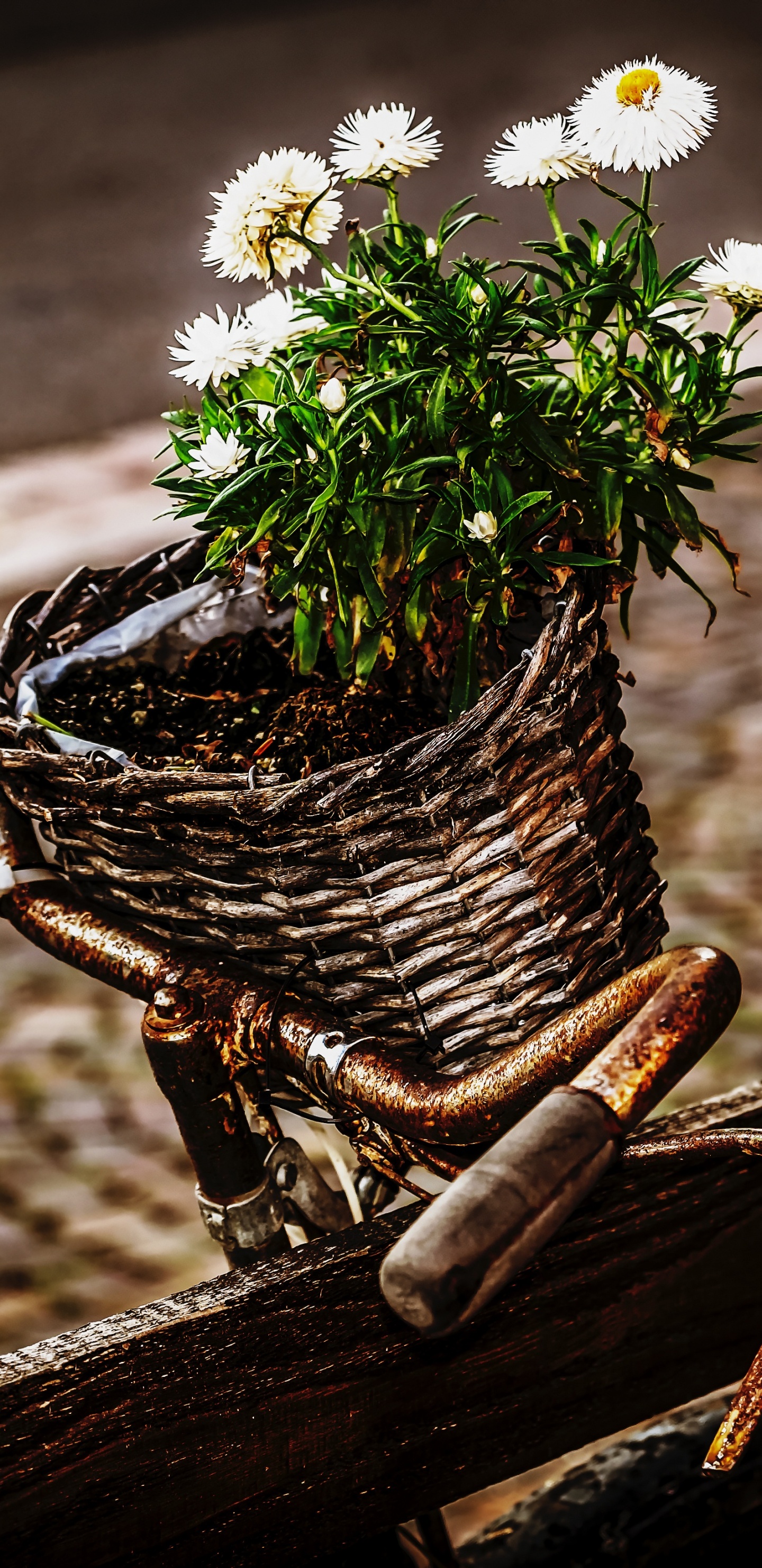 Weiße Blumen in Braunem Flechtkorb Auf Brauner Holzbank. Wallpaper in 1440x2960 Resolution