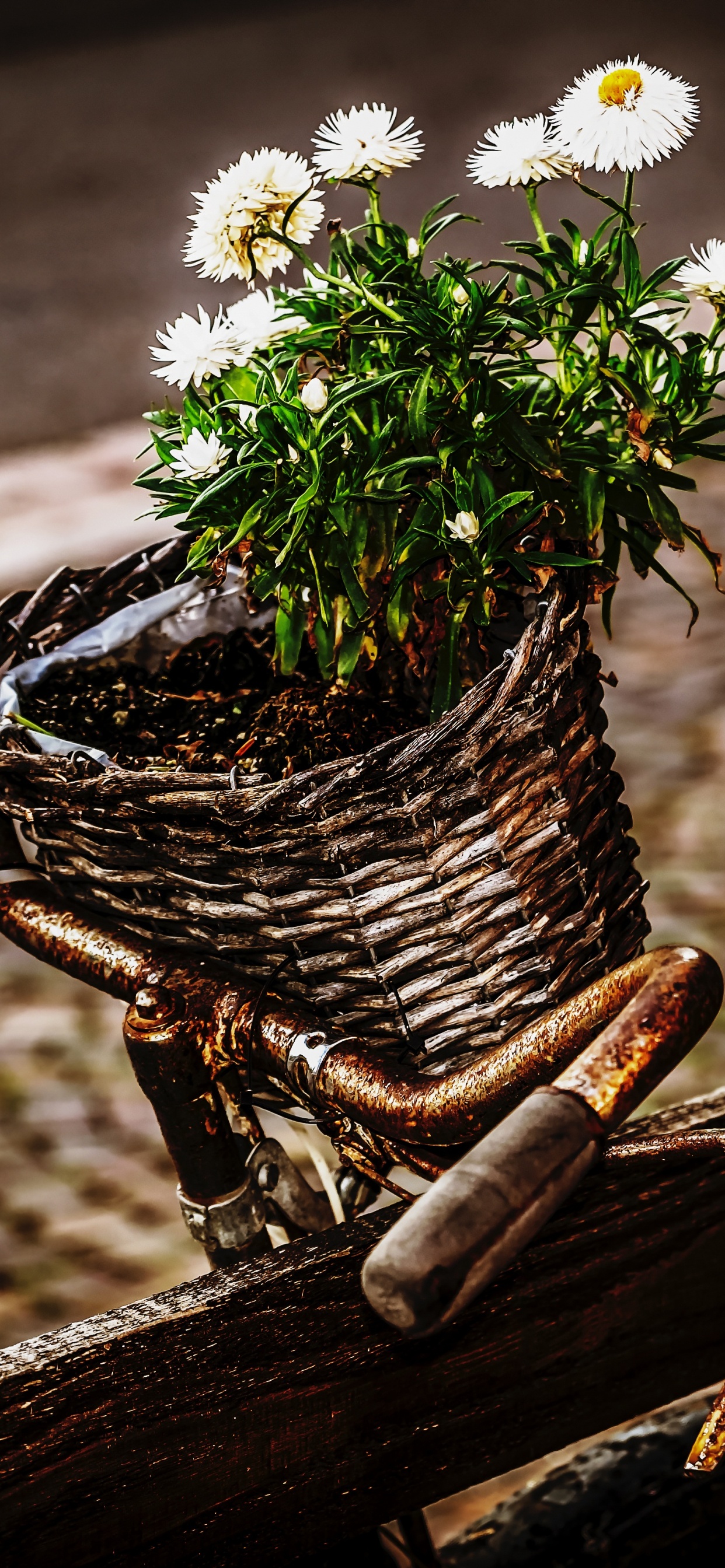 White Flowers in Brown Woven Basket on Brown Wooden Bench. Wallpaper in 1242x2688 Resolution