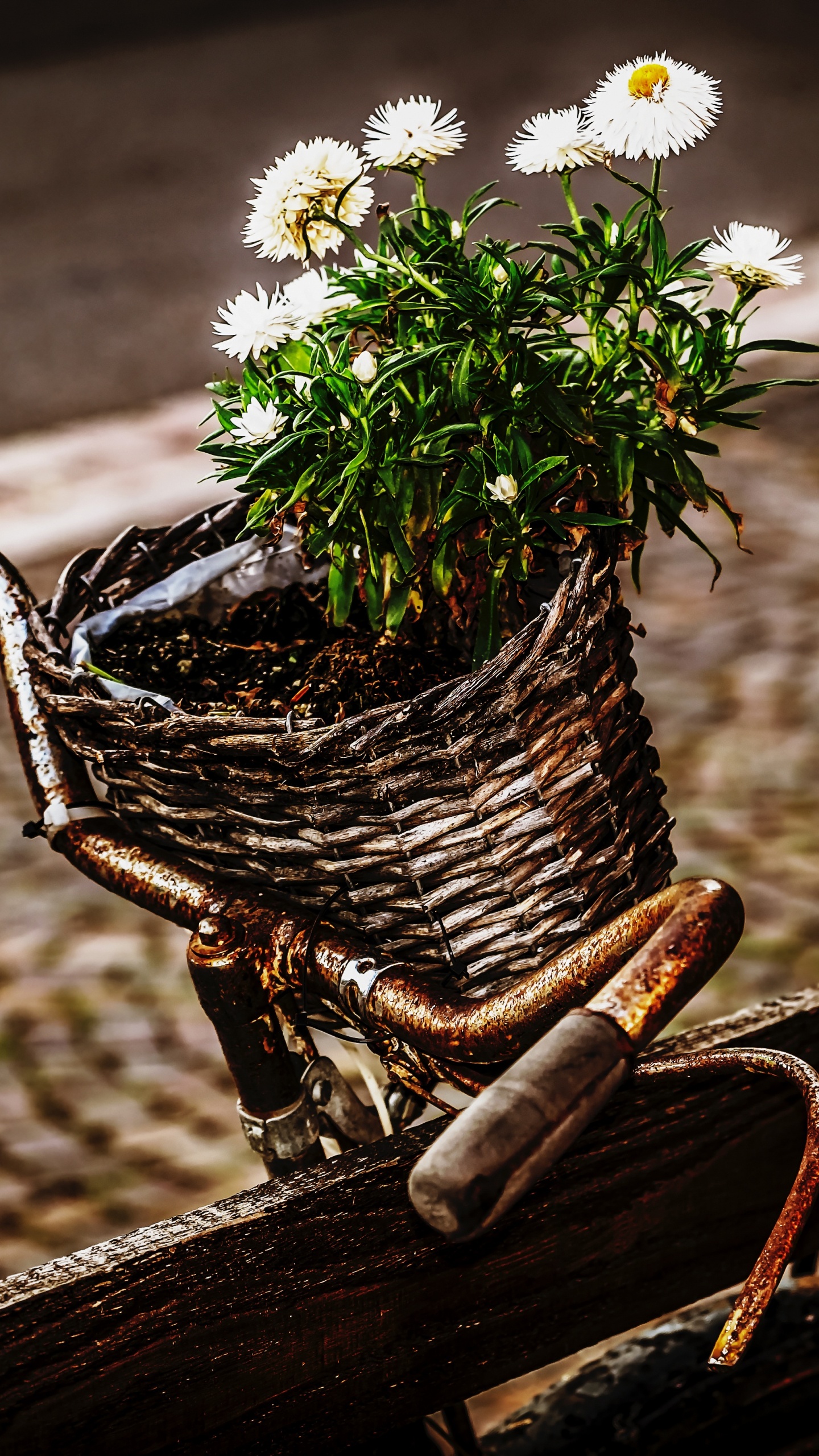 White Flowers in Brown Woven Basket on Brown Wooden Bench. Wallpaper in 1440x2560 Resolution