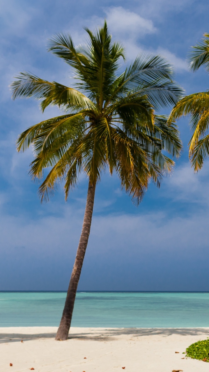 Green Palm Tree on White Sand Beach During Daytime. Wallpaper in 720x1280 Resolution