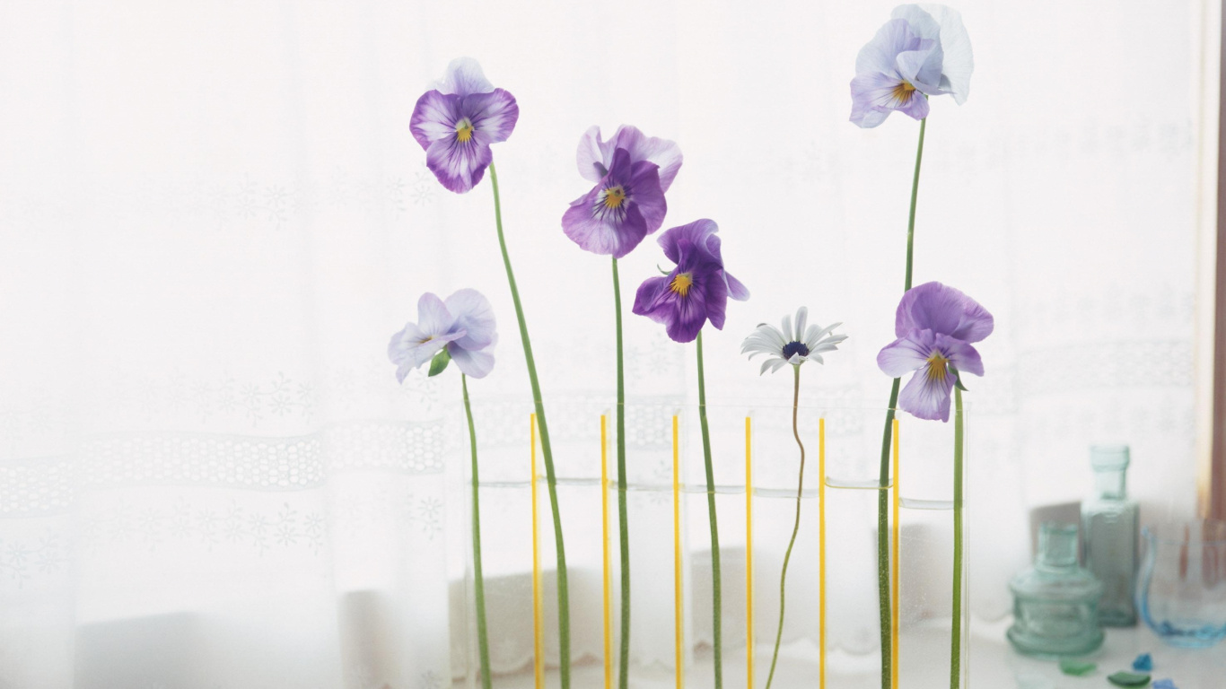 Lila Und Weiße Schmetterlingsorchideen in Voller Blüte. Wallpaper in 1366x768 Resolution