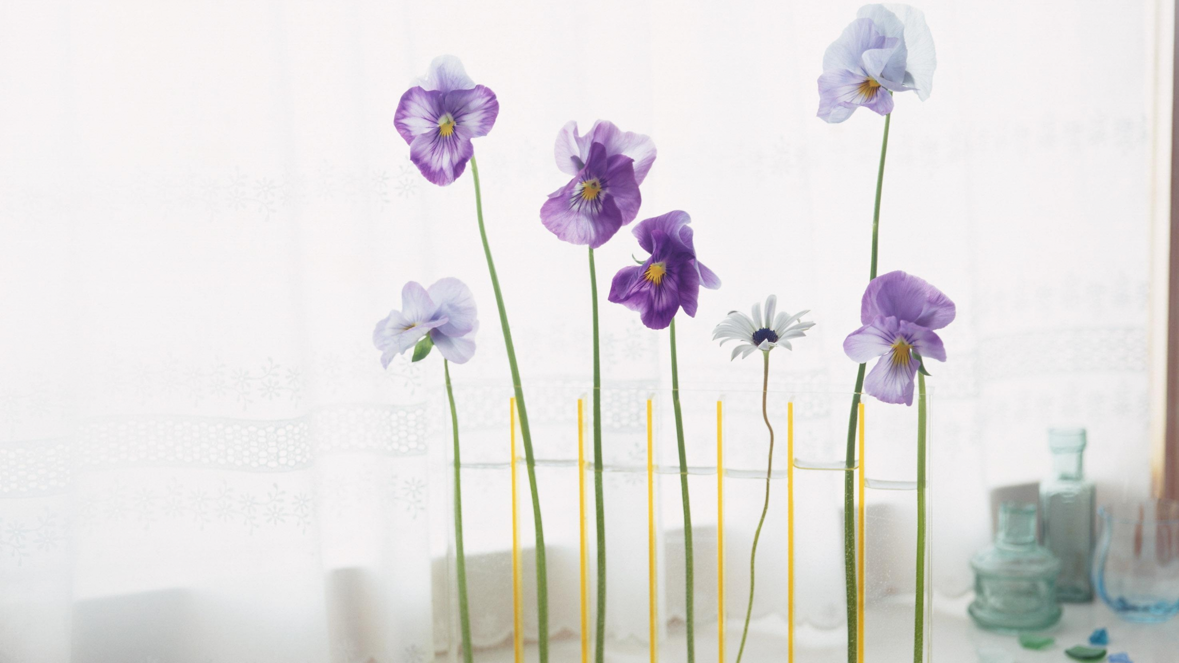 Purple and White Moth Orchids in Bloom. Wallpaper in 3840x2160 Resolution