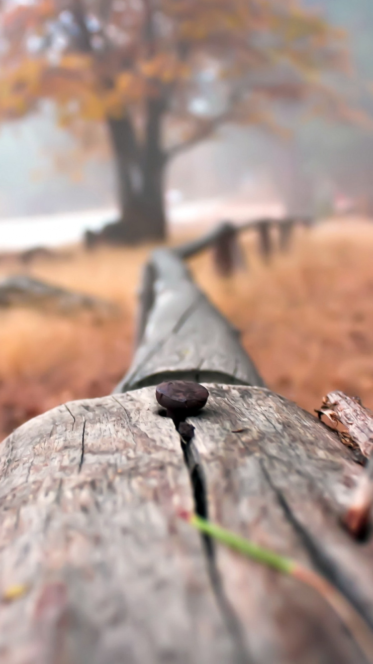 Bûche de Bois Brun Dans L'objectif à Basculement. Wallpaper in 750x1334 Resolution