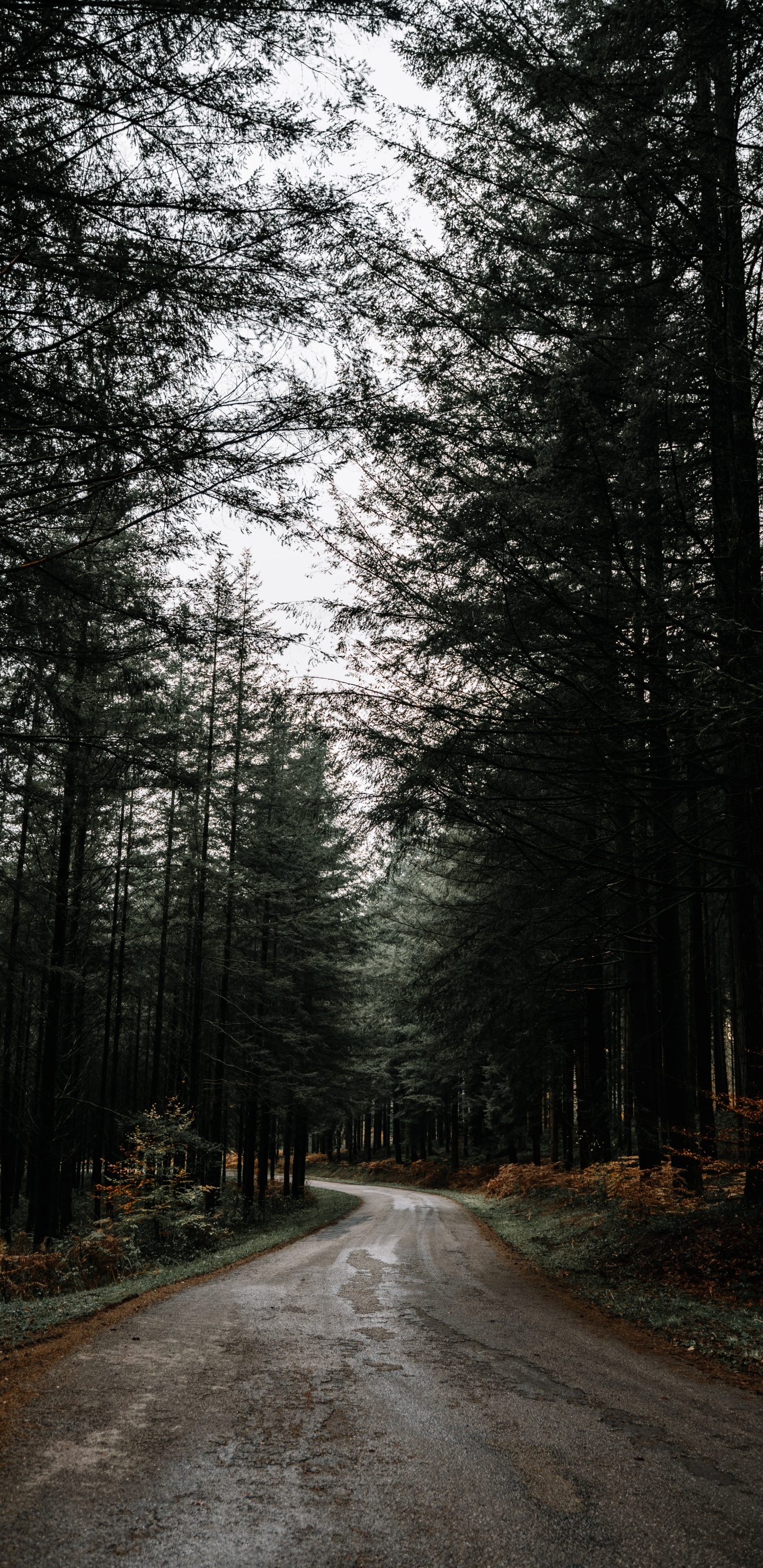 Nature, Paysage Naturel, Forêt, Route, Environnement Naturel. Wallpaper in 1440x2960 Resolution