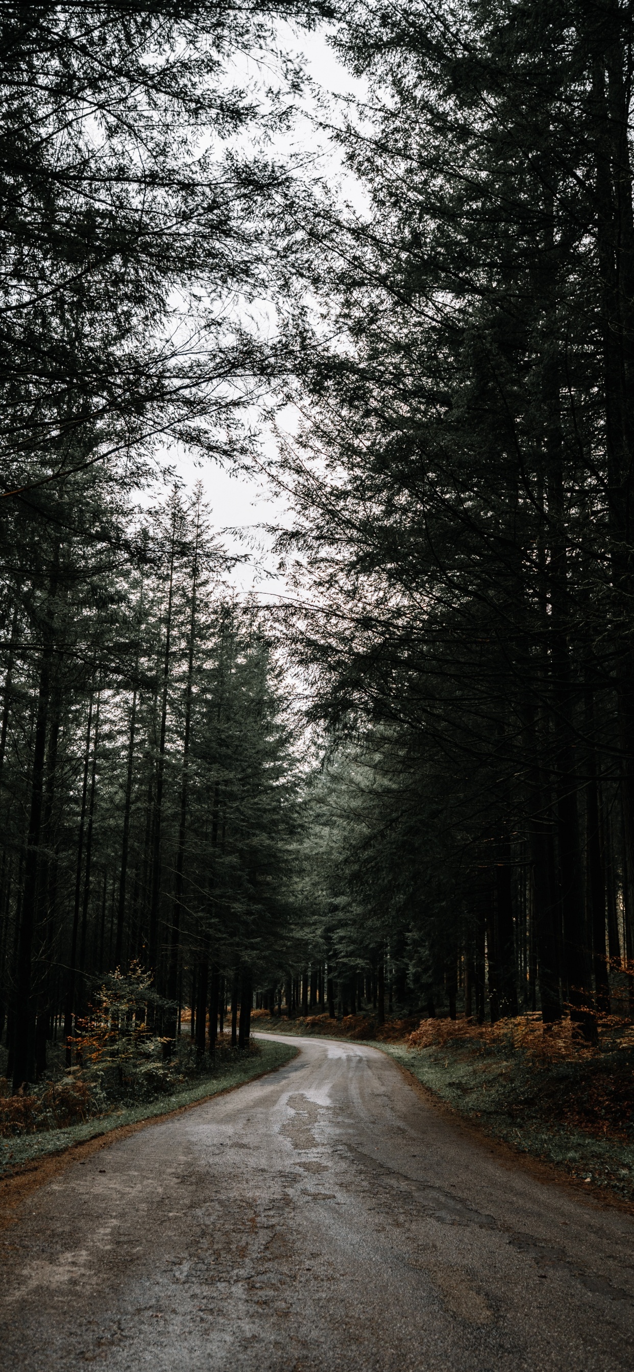 Natur, Baum, Naturlandschaft, Wald, Road. Wallpaper in 1242x2688 Resolution