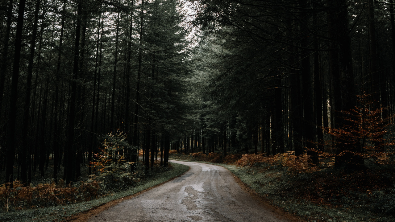 Nature, Tree, Natural Landscape, Forest, Road. Wallpaper in 1280x720 Resolution