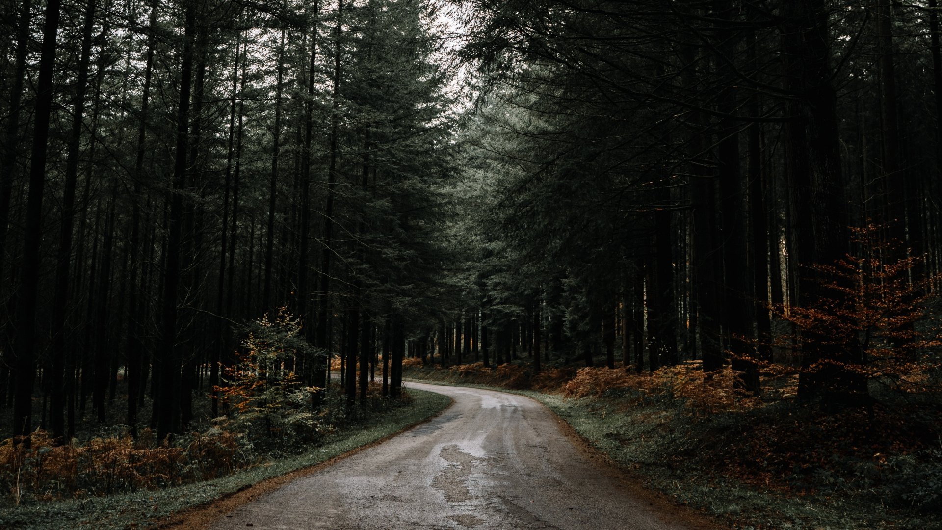 Nature, Tree, Natural Landscape, Forest, Road. Wallpaper in 1920x1080 Resolution