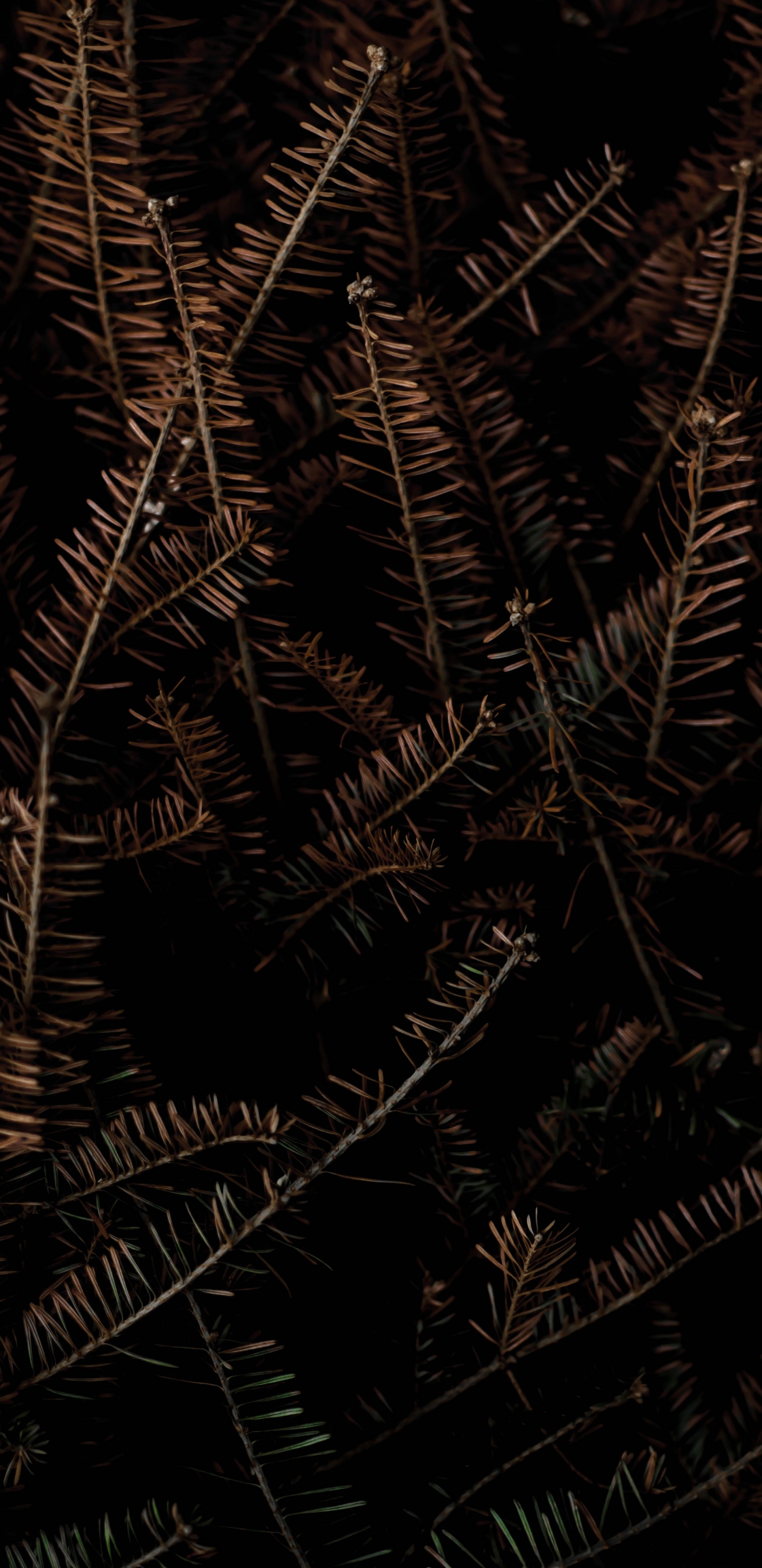 Noir et Marron, Affiche, Gallerix, Graphique, Art. Wallpaper in 1440x2960 Resolution