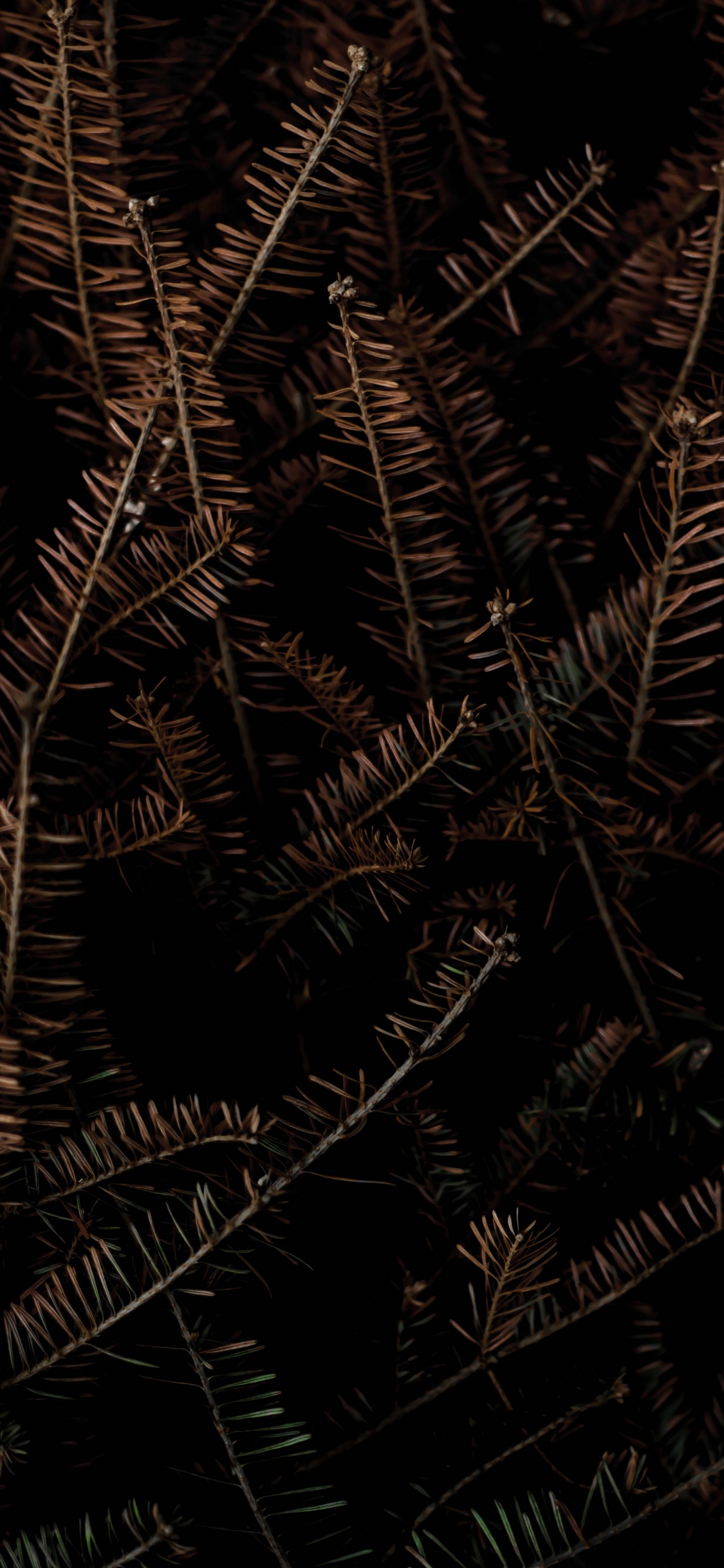 Schwarz Und Braun, Poster, Gallerix, Kunst, Andere. Wallpaper in 1125x2436 Resolution