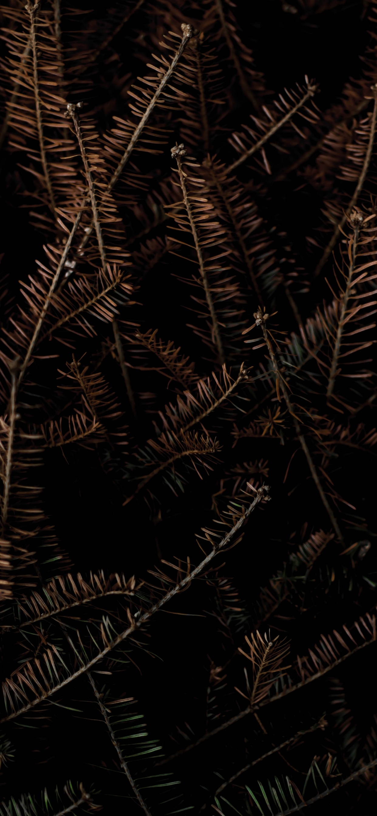 Schwarz Und Braun, Poster, Gallerix, Kunst, Andere. Wallpaper in 1242x2688 Resolution