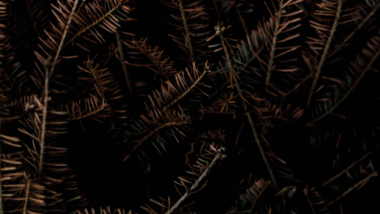 Schwarz Und Braun, Poster, Gallerix, Kunst, Andere. Wallpaper in 1280x720 Resolution