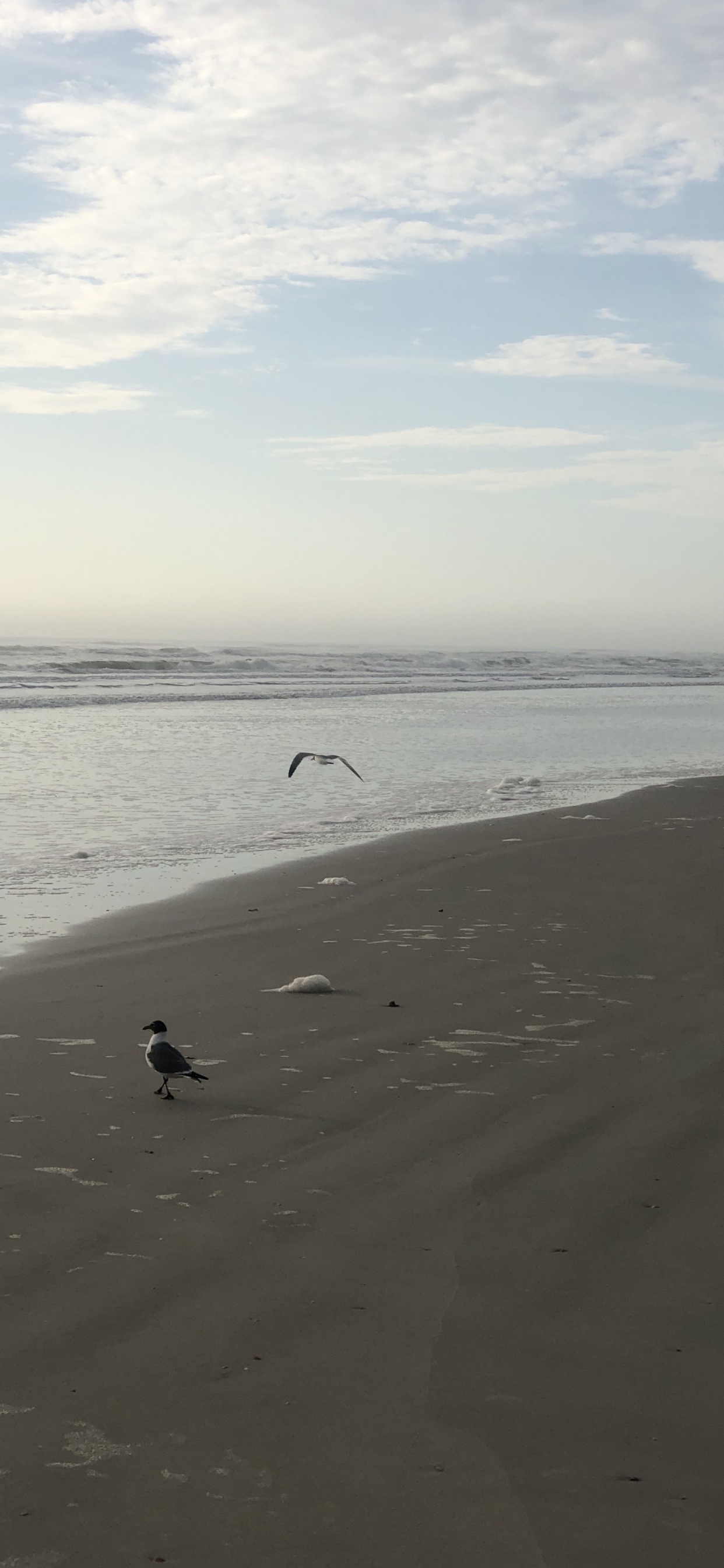 Mer, le Vent Vague, Eau, Corps de L'eau, Fluide. Wallpaper in 1242x2688 Resolution