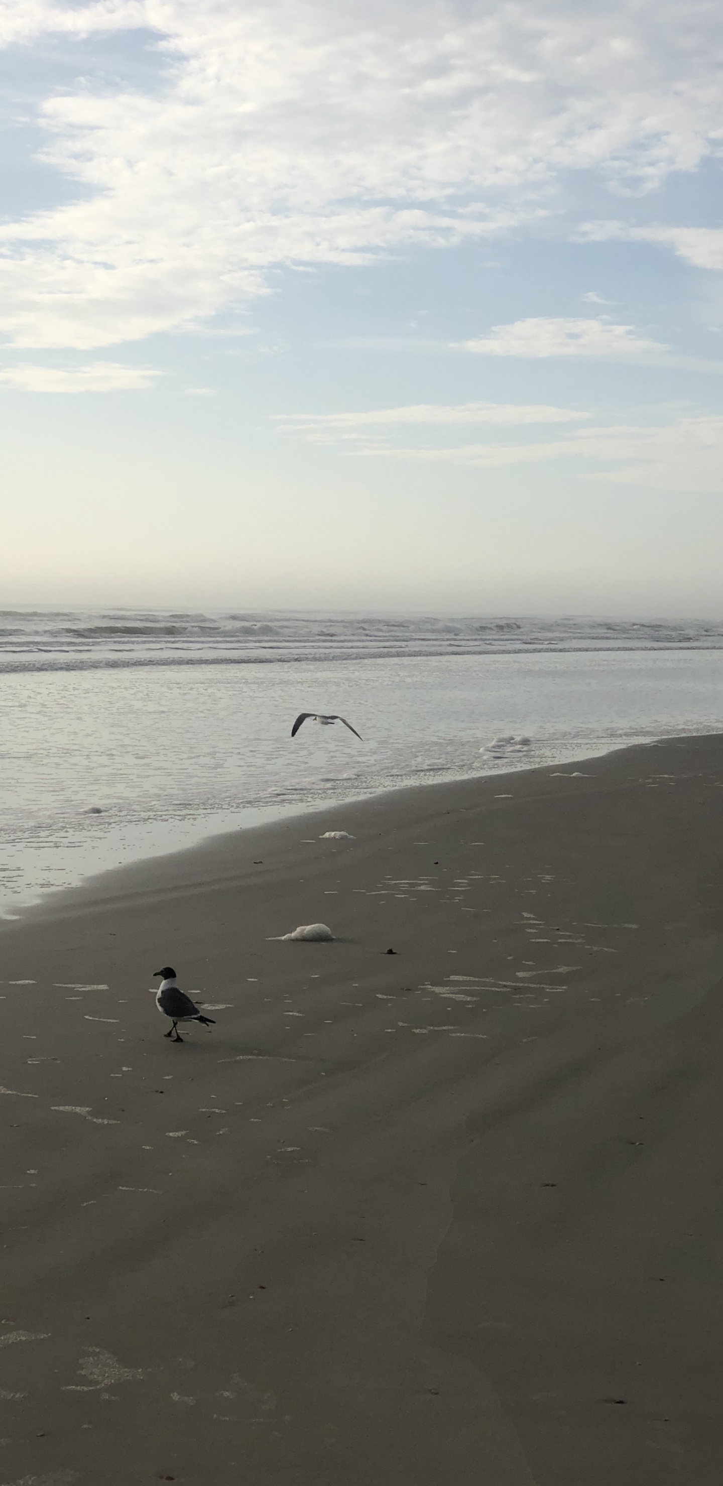 Mer, le Vent Vague, Eau, Corps de L'eau, Fluide. Wallpaper in 1440x2960 Resolution