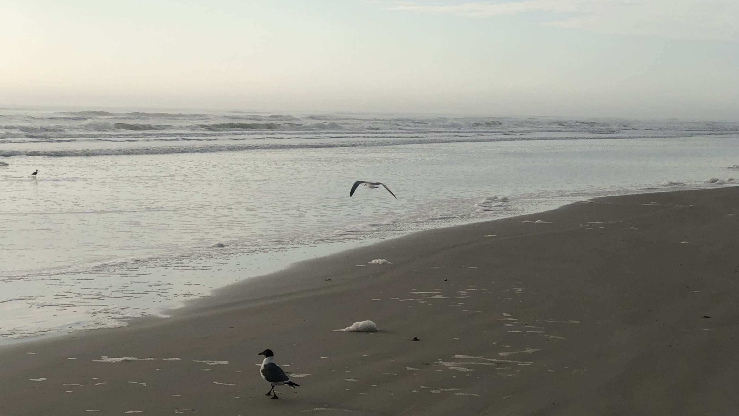 Mer, le Vent Vague, Eau, Corps de L'eau, Fluide. Wallpaper in 2560x1440 Resolution