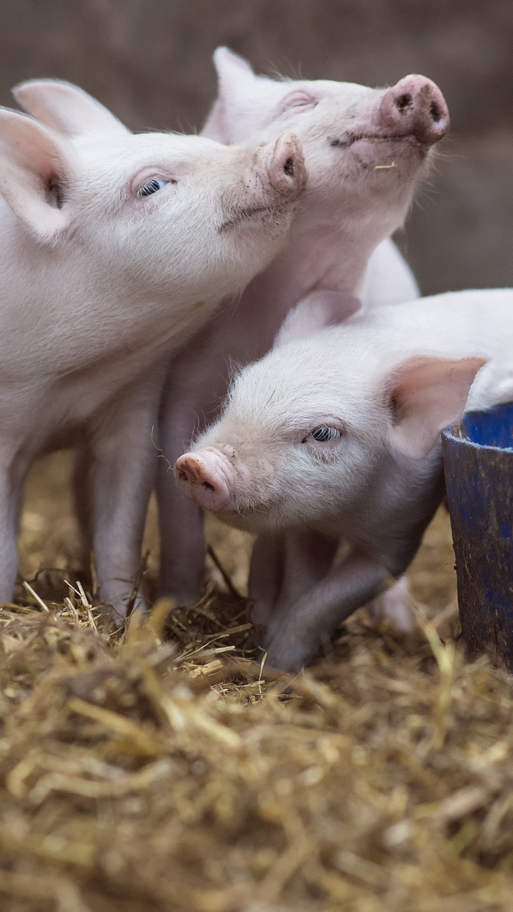 Weiße Schweine Auf Braunem Heu. Wallpaper in 720x1280 Resolution