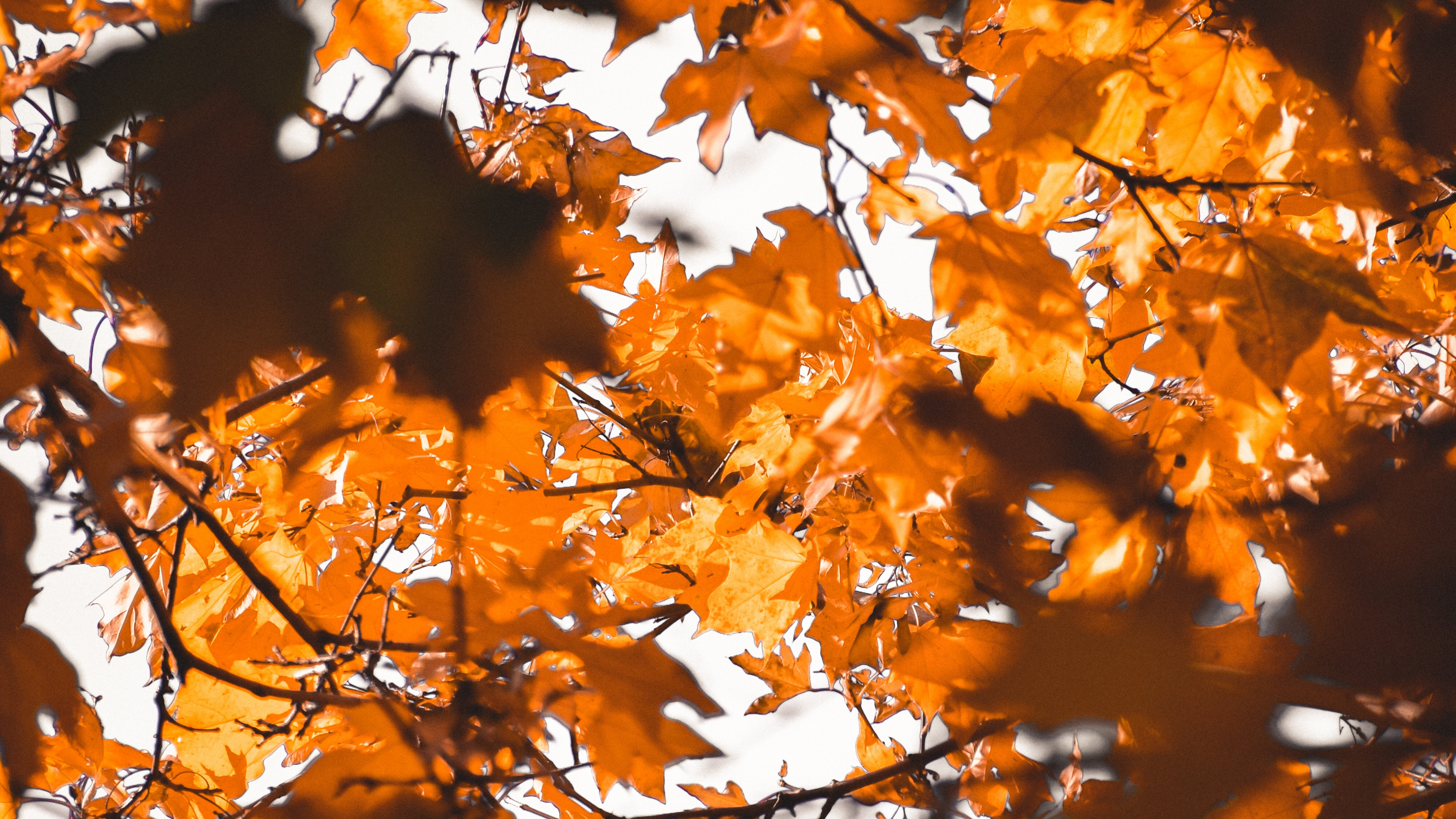 Feuille, la Feuille D'érable, Nature, Orange, Feuilles Caduques. Wallpaper in 3840x2160 Resolution