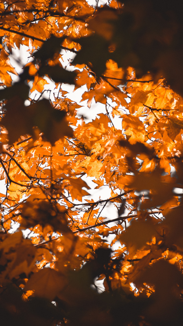 Blatt, Maple Leaf, Branch, Baum, Natur. Wallpaper in 750x1334 Resolution