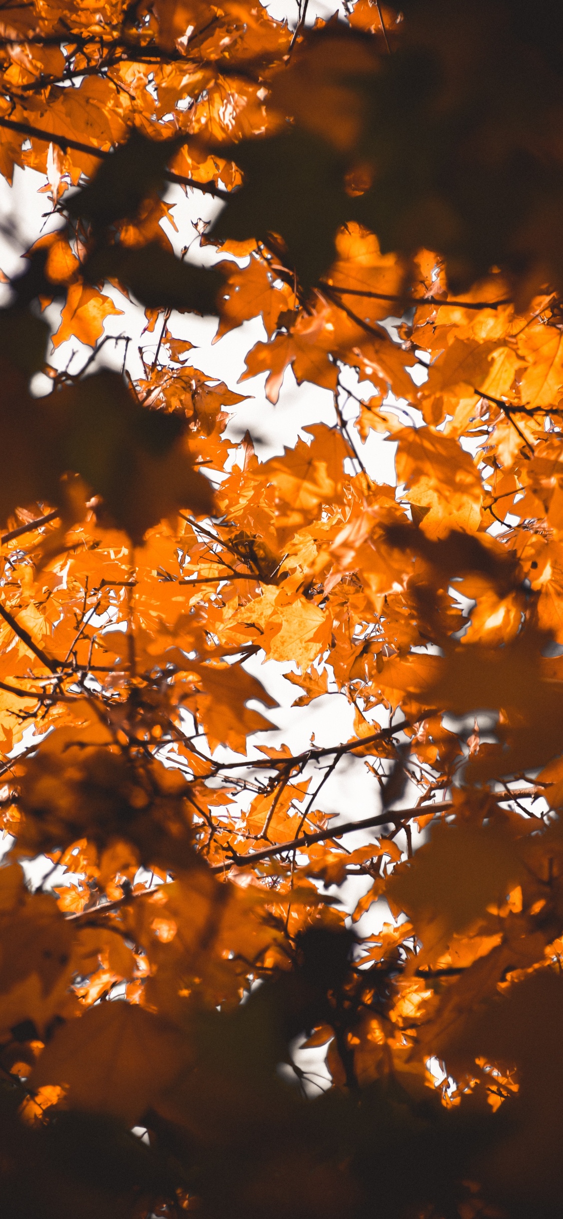 Leaf, Maple Leaf, Branch, Tree, Nature. Wallpaper in 1125x2436 Resolution