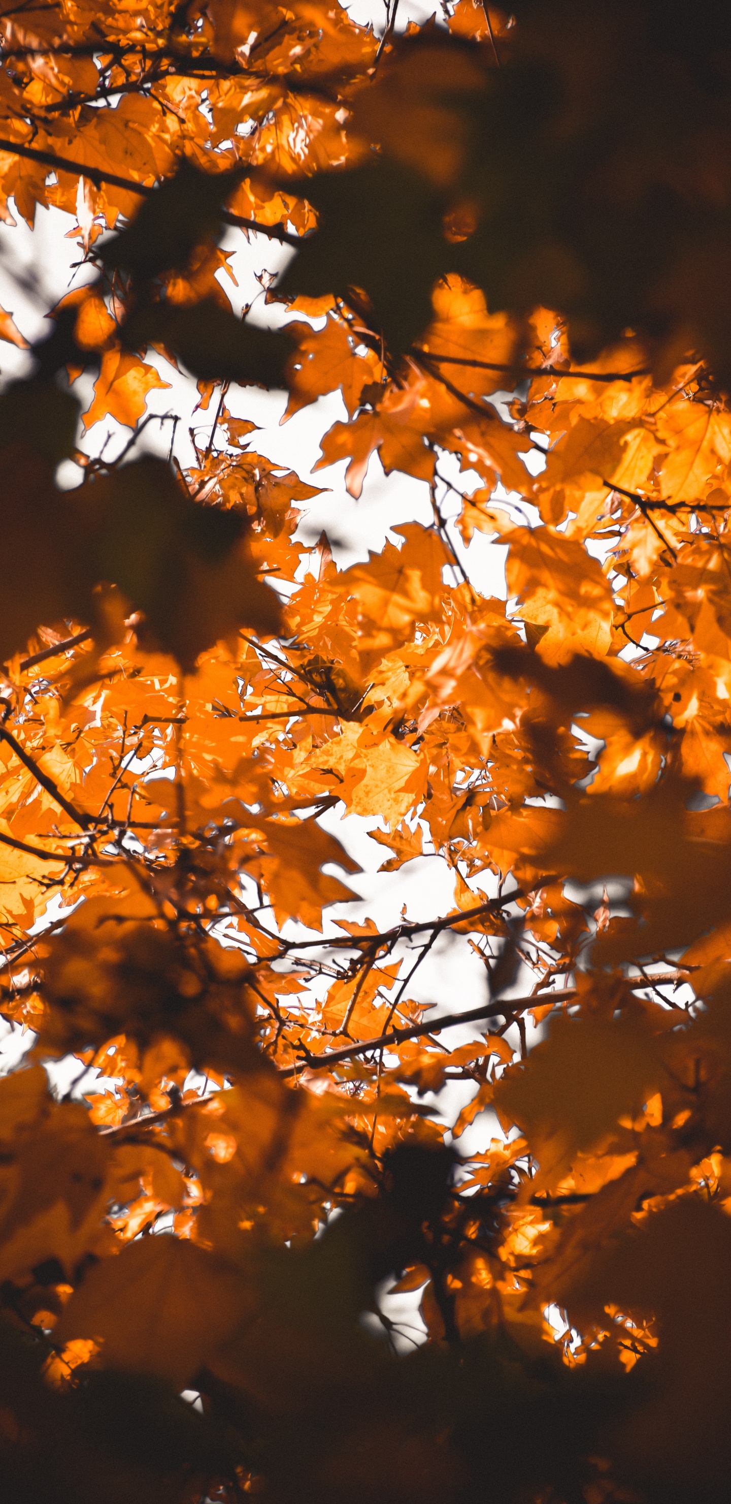 Leaf, Maple Leaf, Branch, Tree, Nature. Wallpaper in 1440x2960 Resolution