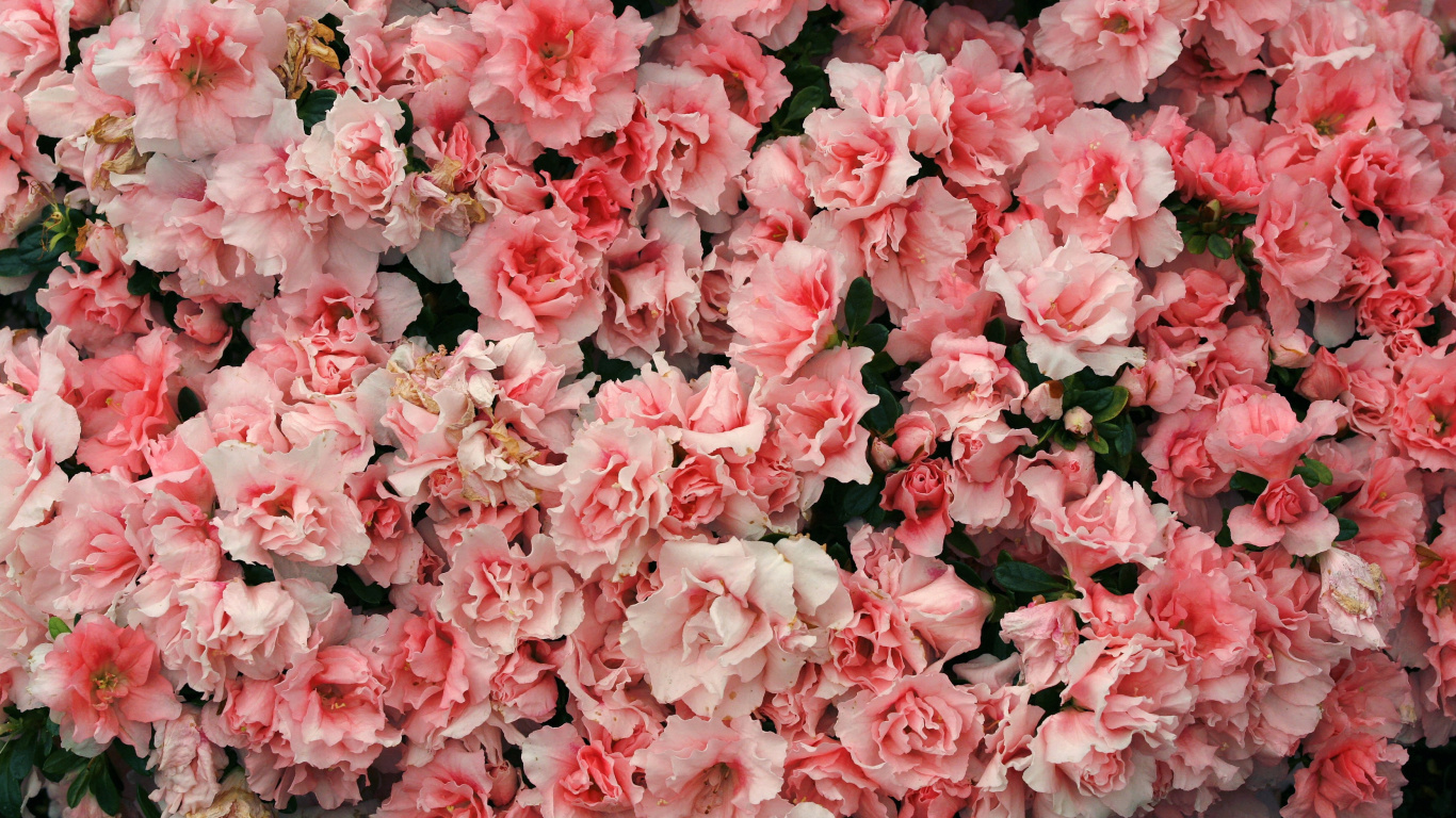 Fleurs Roses Avec Des Feuilles Vertes. Wallpaper in 1366x768 Resolution