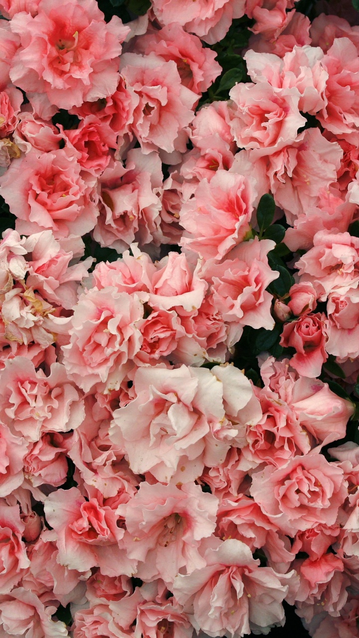 Fleurs Roses Avec Des Feuilles Vertes. Wallpaper in 720x1280 Resolution