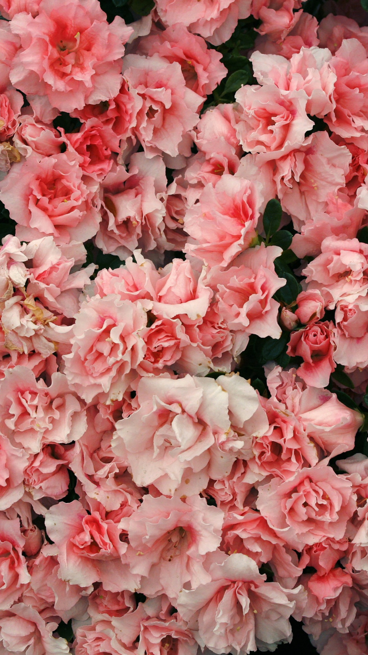 Fleurs Roses Avec Des Feuilles Vertes. Wallpaper in 750x1334 Resolution