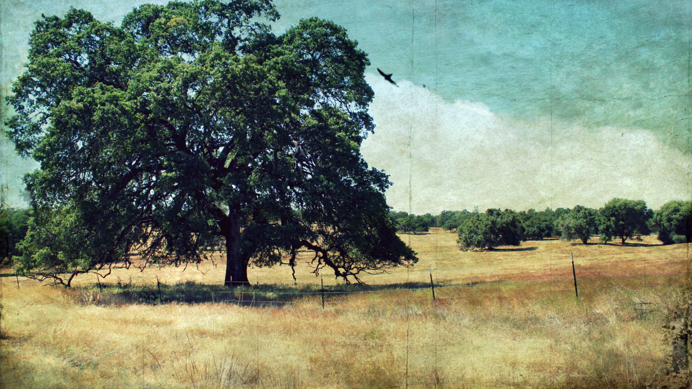 Grüner Baum Auf Brauner Wiese. Wallpaper in 1366x768 Resolution