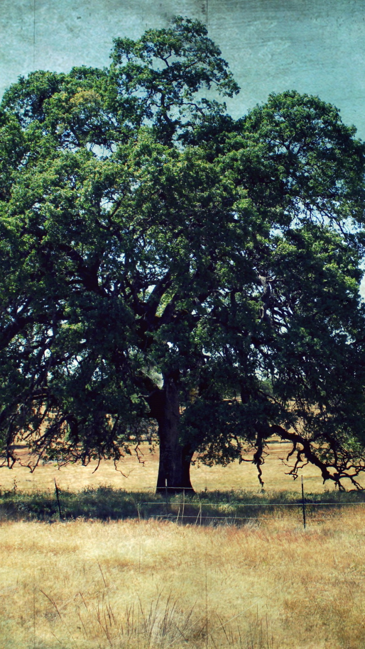 Green Tree on Brown Grass Field. Wallpaper in 750x1334 Resolution