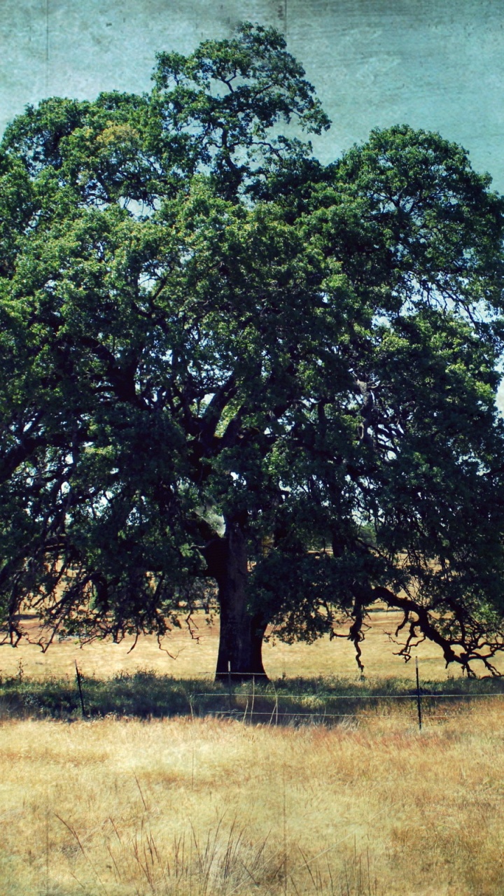 Árbol Verde en el Campo de Hierba Marrón. Wallpaper in 720x1280 Resolution