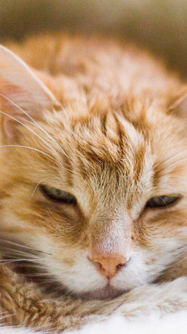 Chat Tigré Orange Allongé Sur Textile Blanc. Wallpaper in 750x1334 Resolution