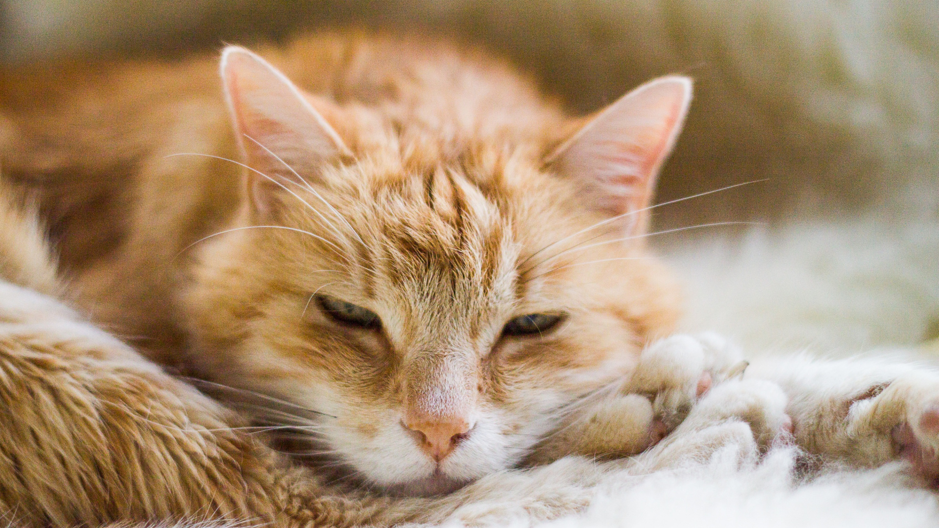 Gato Atigrado Naranja Acostado Sobre Textil Blanco. Wallpaper in 1920x1080 Resolution