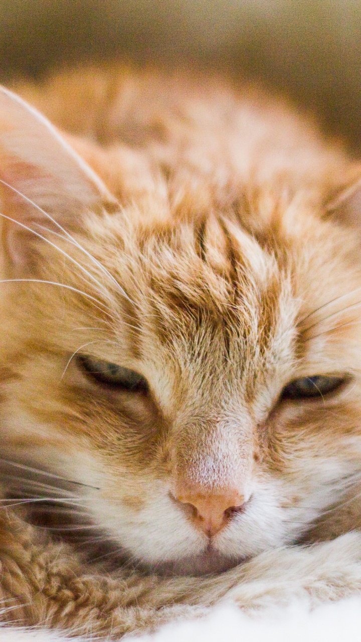 Orange Getigerte Katze Liegt Auf Weißem Textil. Wallpaper in 720x1280 Resolution