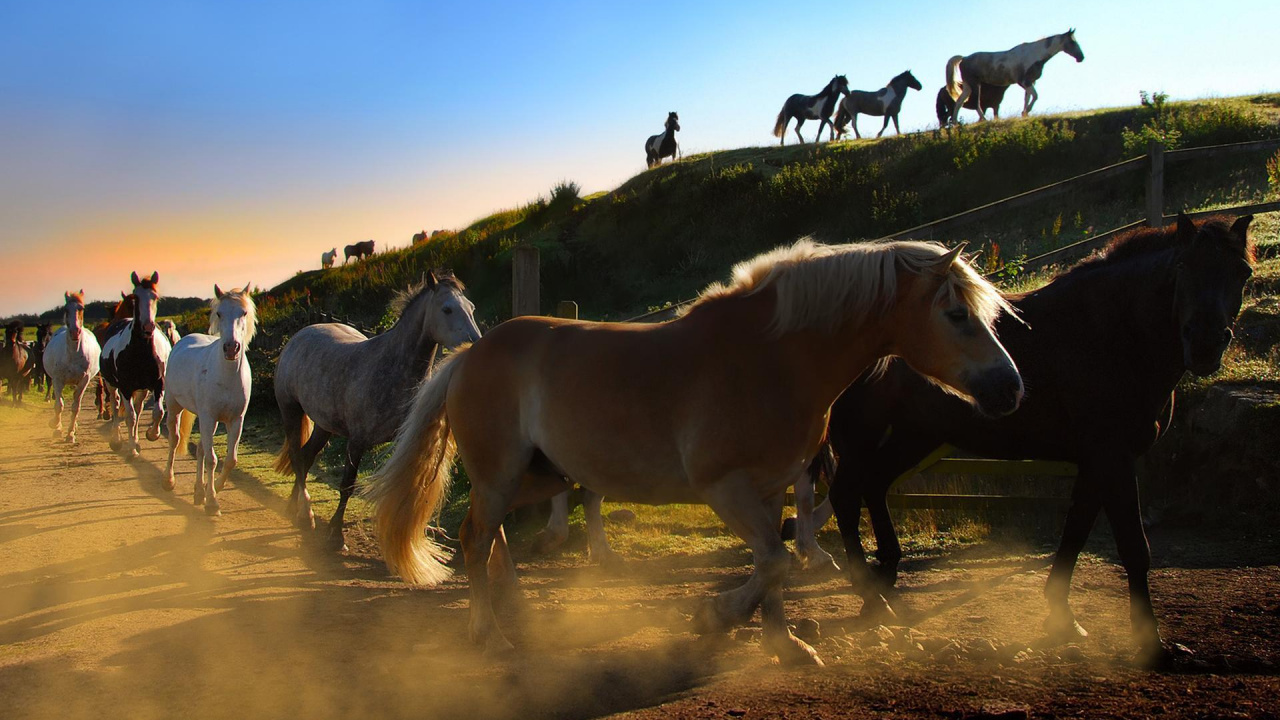 Brown and White Horse on Brown Field During Daytime. Wallpaper in 1280x720 Resolution