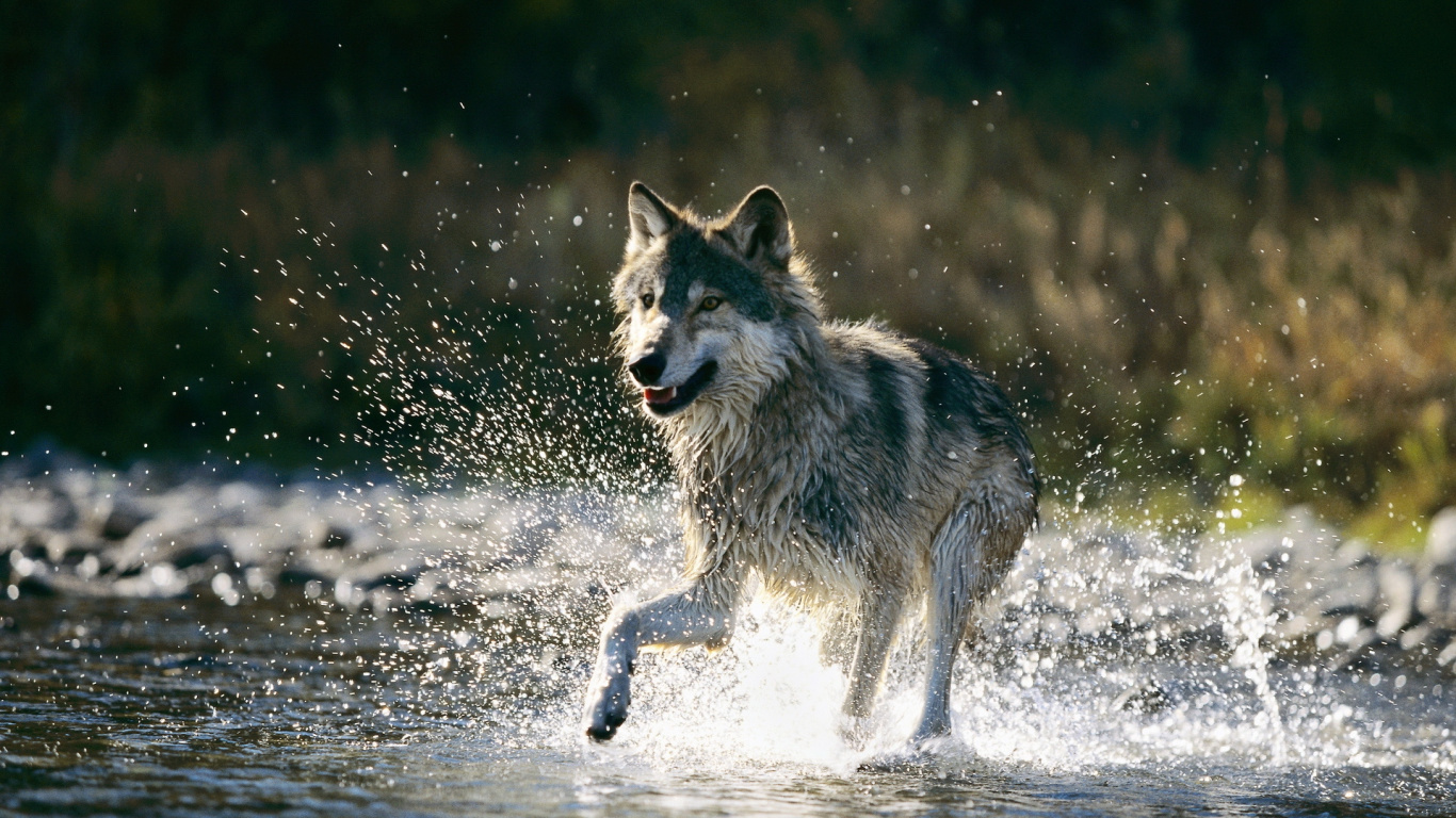 Weißer Und Schwarzer Wolf, Der Tagsüber Auf Wasser Läuft. Wallpaper in 1366x768 Resolution