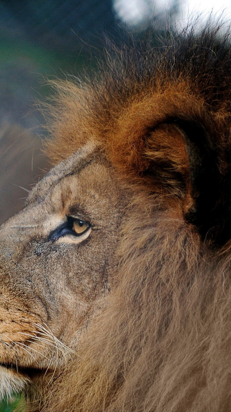 León Acostado Sobre la Hierba Verde Durante el Día. Wallpaper in 750x1334 Resolution