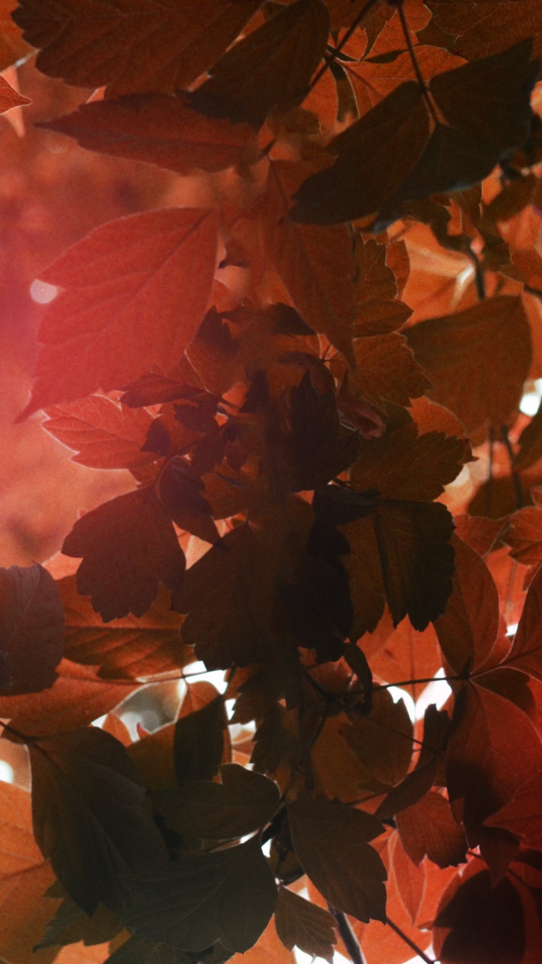 Fische, Licht, Taurus, Orange, Blatt. Wallpaper in 1080x1920 Resolution