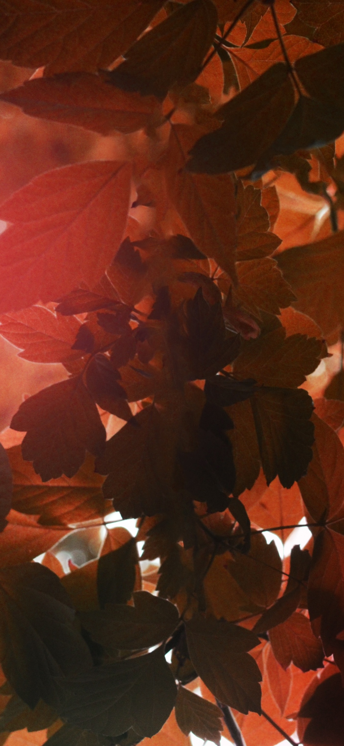 Fische, Licht, Taurus, Orange, Blatt. Wallpaper in 1125x2436 Resolution