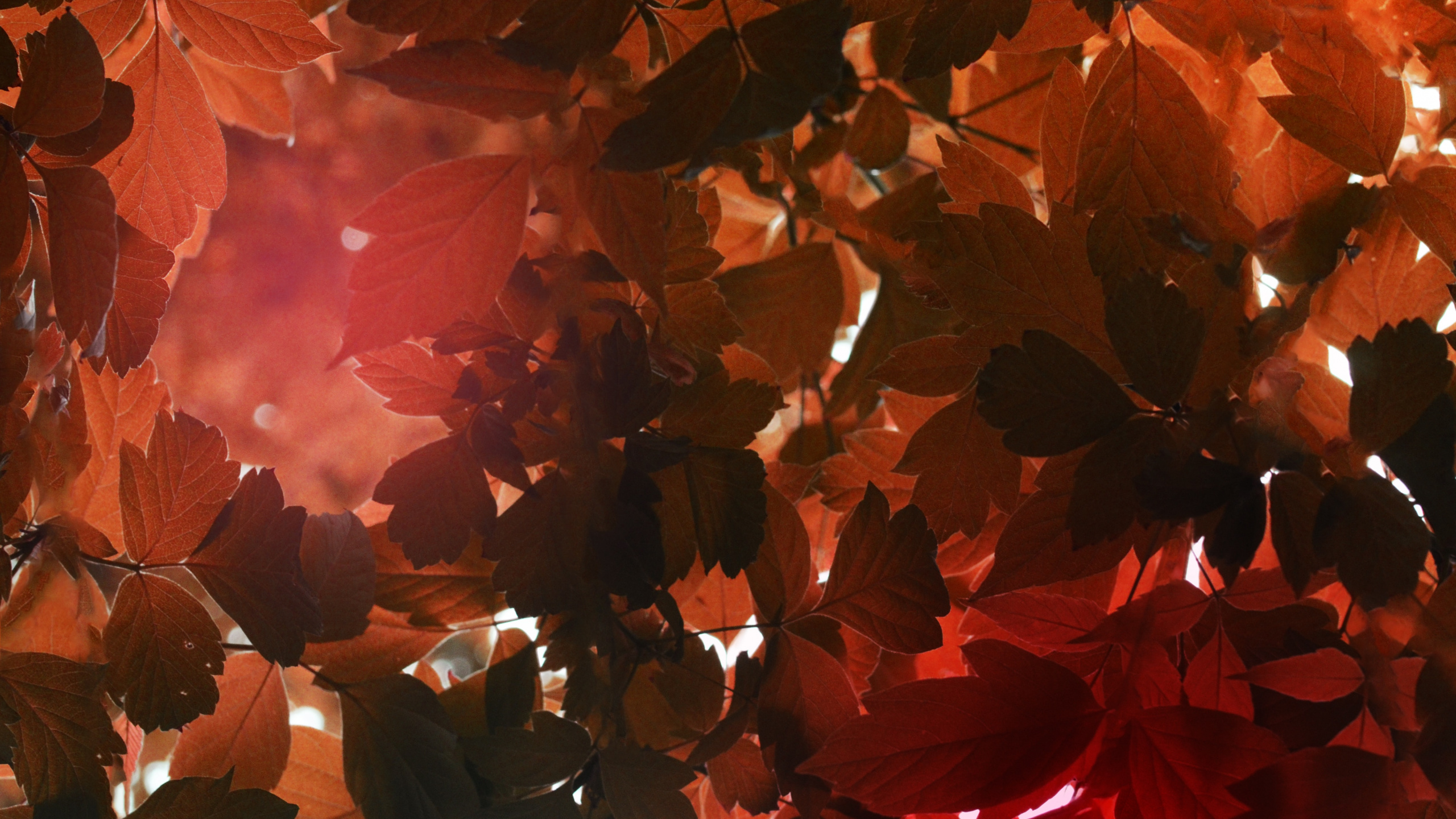 Fische, Licht, Taurus, Orange, Blatt. Wallpaper in 2560x1440 Resolution