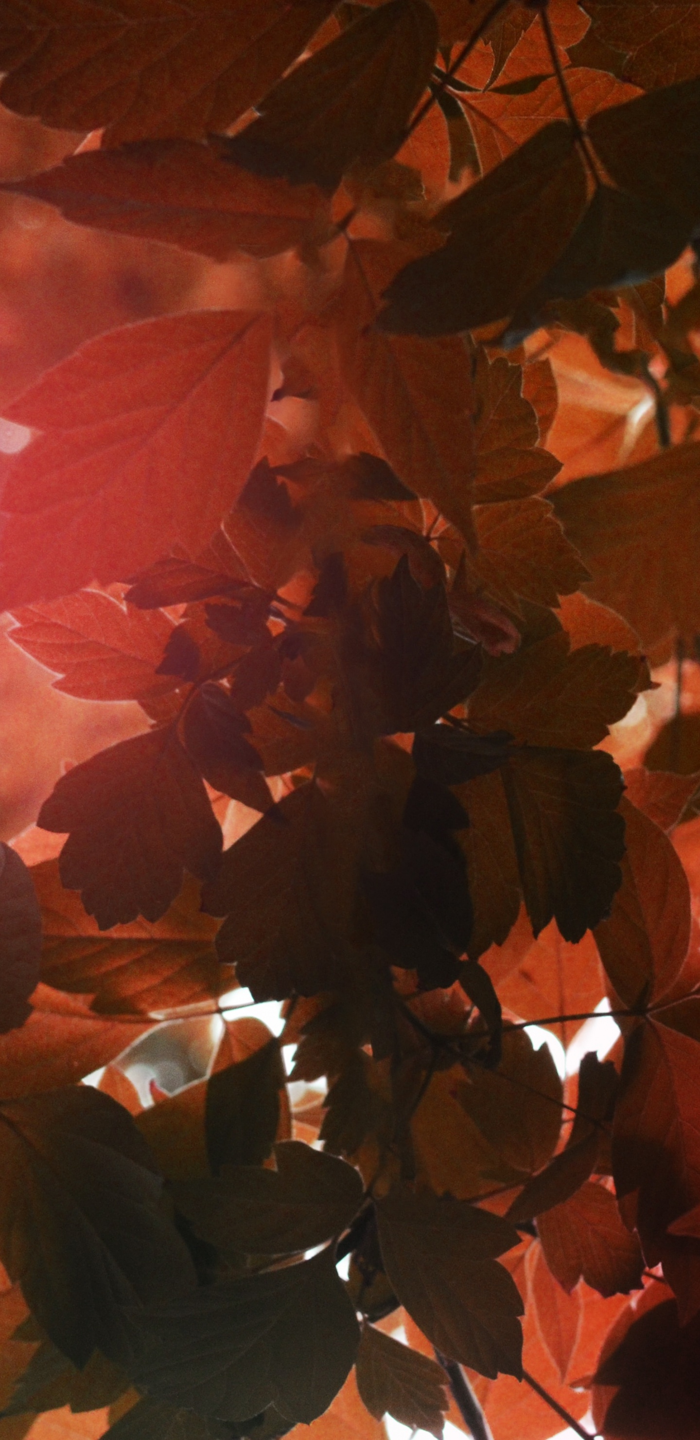 Pisces, Light, Libra, Taurus, Orange. Wallpaper in 1440x2960 Resolution