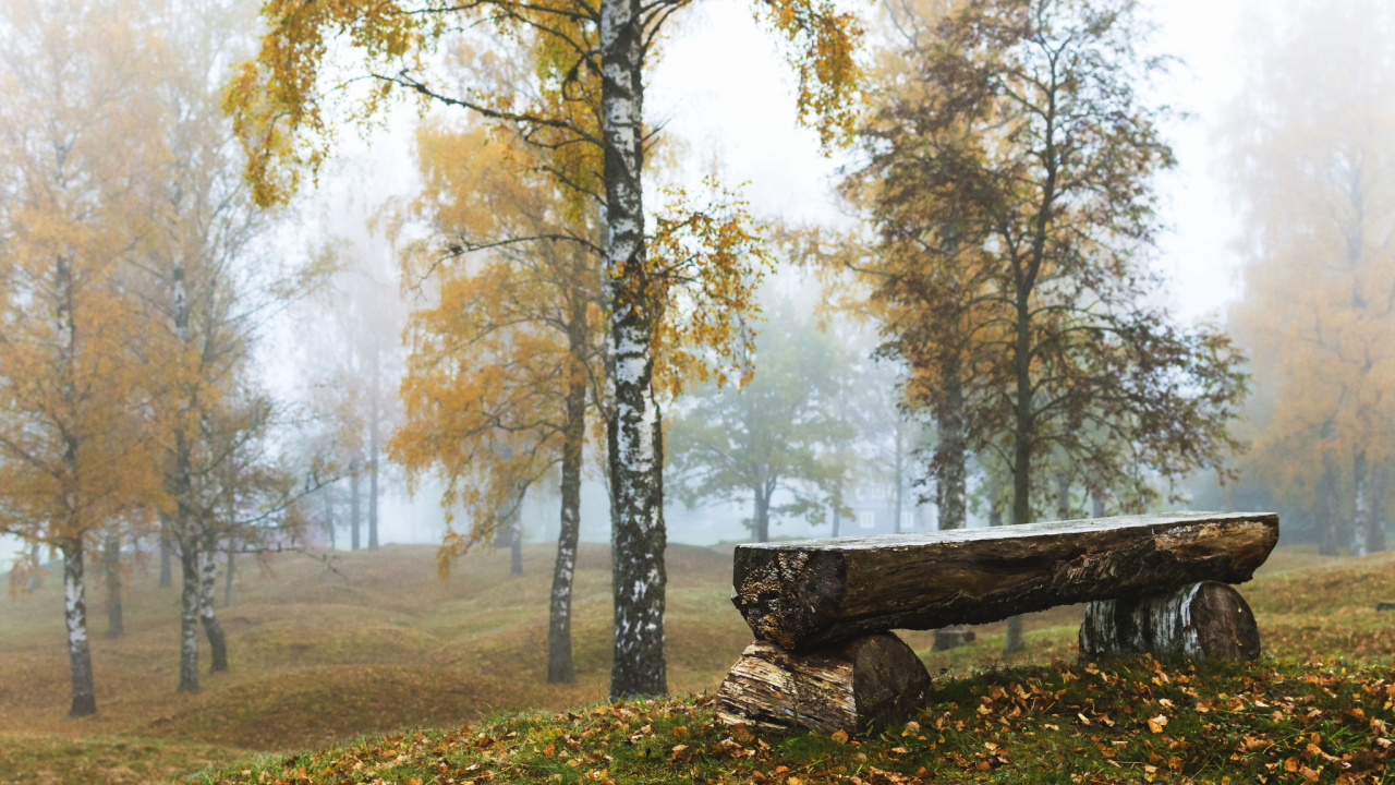 林地, Birch, 森林, 温带针叶林, 早上 壁纸 1280x720 允许