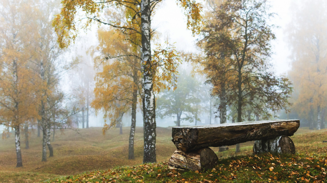 林地, Birch, 森林, 温带针叶林, 早上 壁纸 1366x768 允许