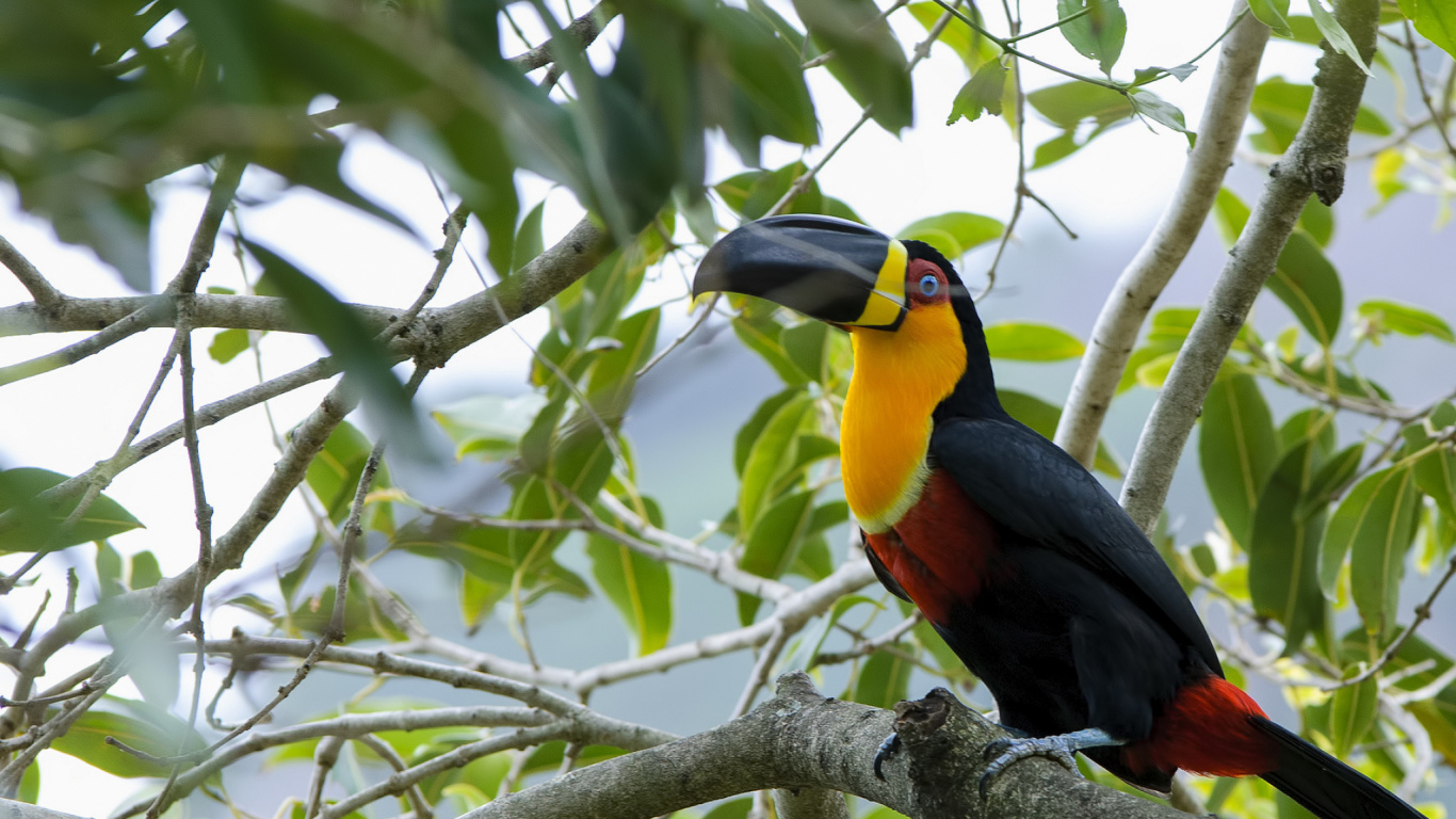 Oiseau Noir Jaune et Rouge Sur Une Branche D'arbre Pendant la Journée. Wallpaper in 1366x768 Resolution