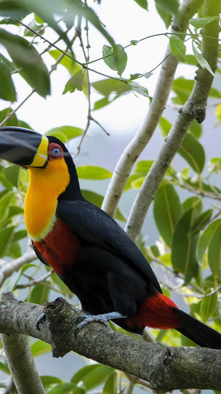 Pájaro Negro Amarillo y Rojo en la Rama de un Árbol Durante el Día. Wallpaper in 720x1280 Resolution