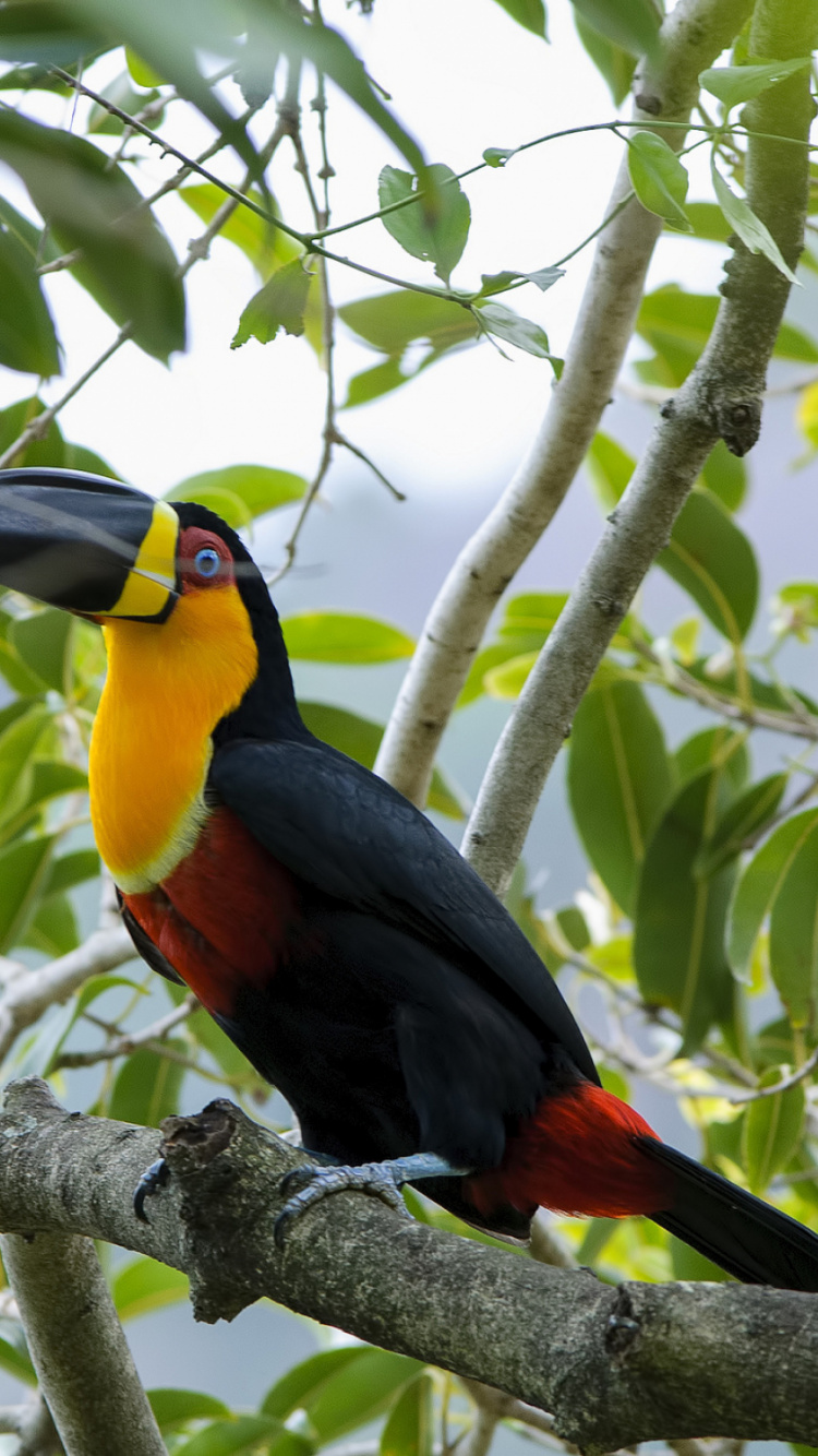 Pájaro Negro Amarillo y Rojo en la Rama de un Árbol Durante el Día. Wallpaper in 750x1334 Resolution