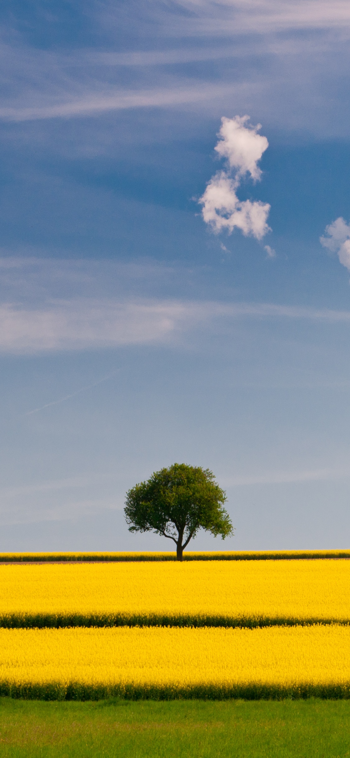 Grüner Baum Auf Gelbem Feld Unter Weißen Wolken Und Blauem Himmel Tagsüber. Wallpaper in 1125x2436 Resolution