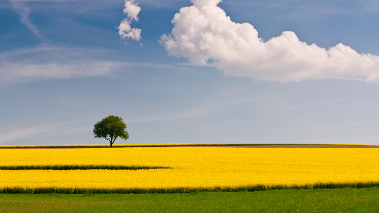 Grüner Baum Auf Gelbem Feld Unter Weißen Wolken Und Blauem Himmel Tagsüber. Wallpaper in 1280x720 Resolution