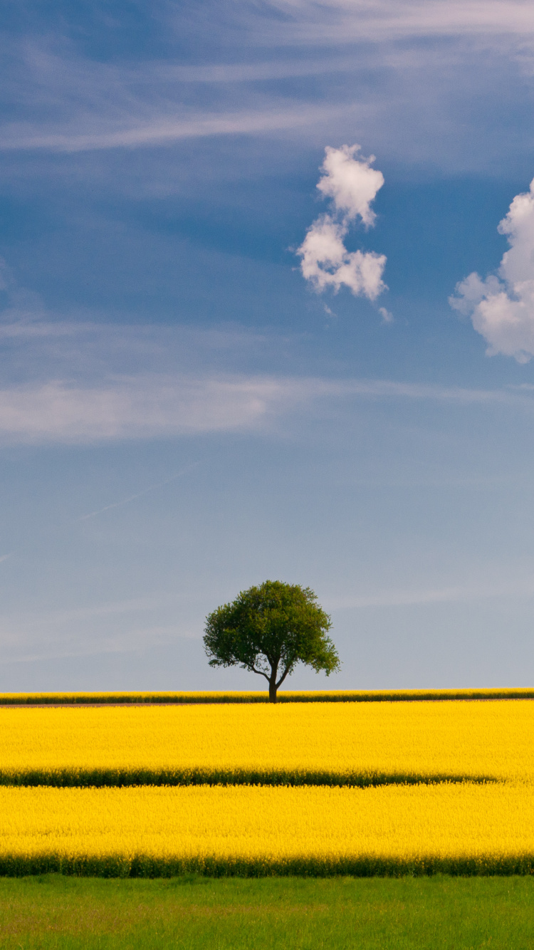 Grüner Baum Auf Gelbem Feld Unter Weißen Wolken Und Blauem Himmel Tagsüber. Wallpaper in 750x1334 Resolution